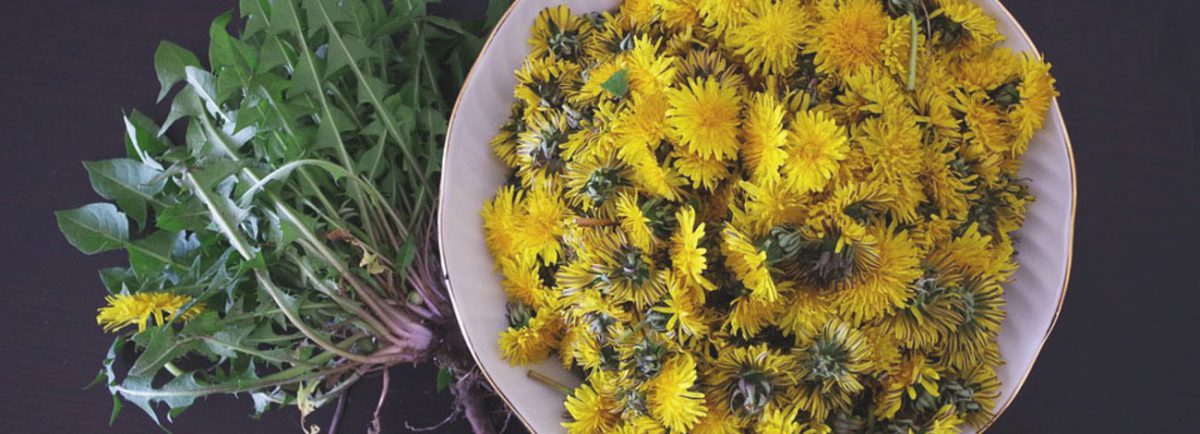 10 FLORES COMESTIBLES FÁCILES DE ENCONTRAR