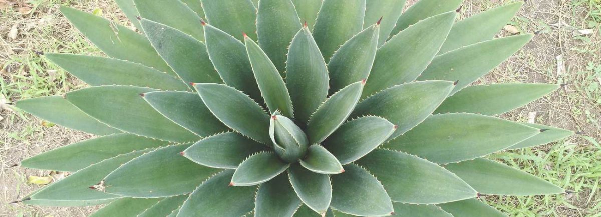 6 PLANTAS CON INCREÍBLES BENEFICIOS PARA TU PIEL