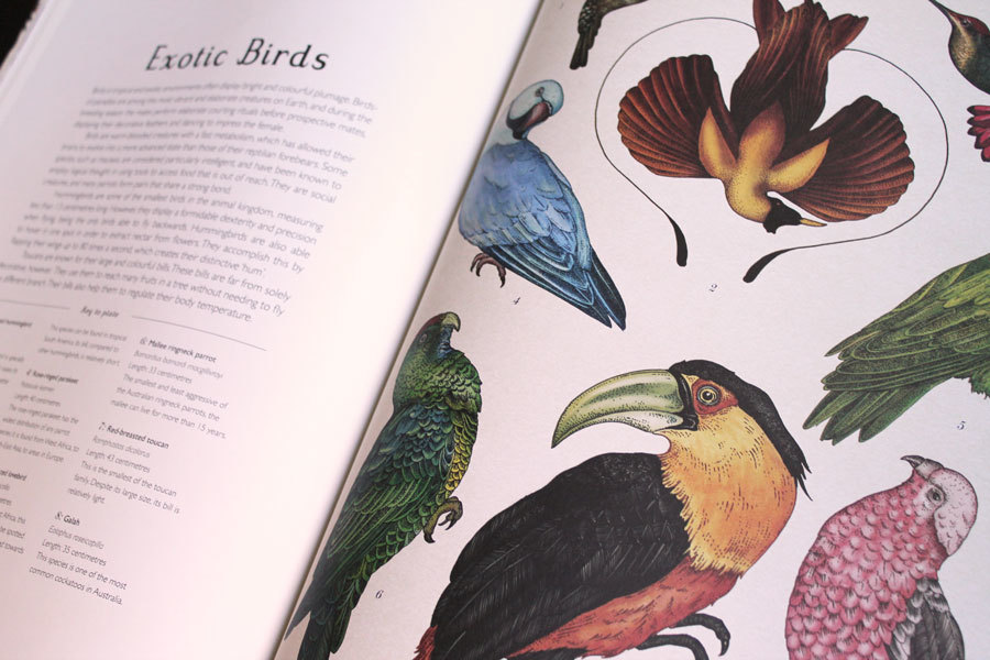 Animalium de Katie Scott y Jenny Broom