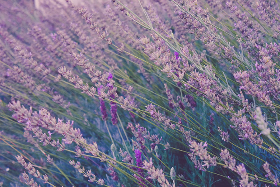lavanda flores comestibles