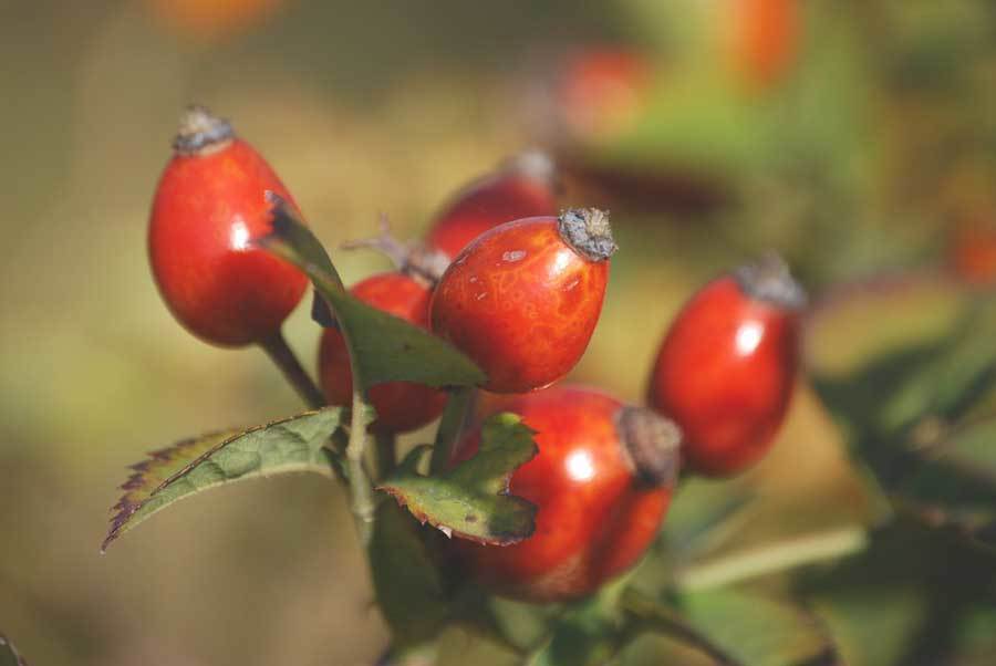 Rosa Mosqueta propiedades y beneficios