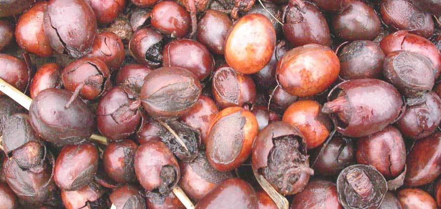 Beneficios del karite 6 plantas