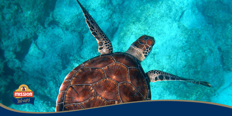 GALAPAGOS